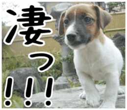 MIEDOG Jack Russell terrier sticker 2 sticker #14055840