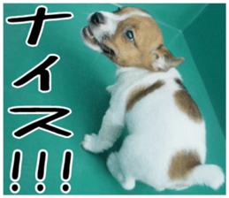 MIEDOG Jack Russell terrier sticker 2 sticker #14055841