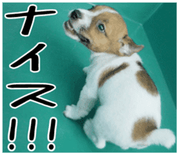 MIEDOG Jack Russell terrier sticker 2 sticker #14055841