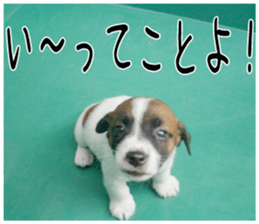 MIEDOG Jack Russell terrier sticker 2 sticker #14055842