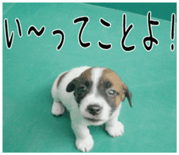 MIEDOG Jack Russell terrier sticker 2 sticker #14055842