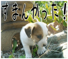 MIEDOG Jack Russell terrier sticker 2 sticker #14055843
