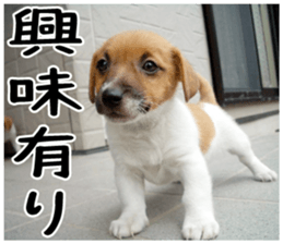 MIEDOG Jack Russell terrier sticker 2 sticker #14055844