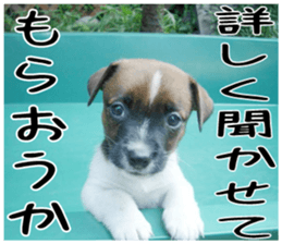 MIEDOG Jack Russell terrier sticker 2 sticker #14055845
