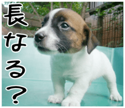MIEDOG Jack Russell terrier sticker 2 sticker #14055846