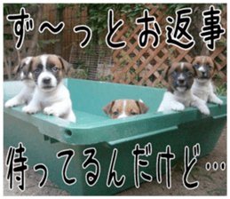 MIEDOG Jack Russell terrier sticker 2 sticker #14055847