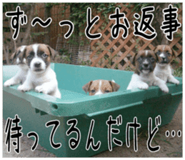 MIEDOG Jack Russell terrier sticker 2 sticker #14055847