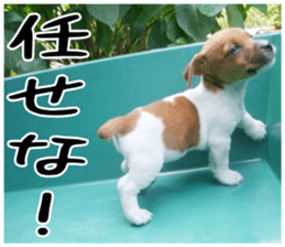 MIEDOG Jack Russell terrier sticker 2 sticker #14055848
