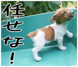 MIEDOG Jack Russell terrier sticker 2 sticker #14055848
