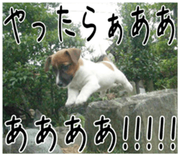 MIEDOG Jack Russell terrier sticker 2 sticker #14055849