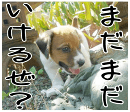 MIEDOG Jack Russell terrier sticker 2 sticker #14055850