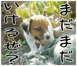 MIEDOG Jack Russell terrier sticker 2 sticker #14055850