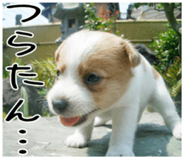MIEDOG Jack Russell terrier sticker 2 sticker #14055851