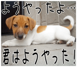 MIEDOG Jack Russell terrier sticker 2 sticker #14055852