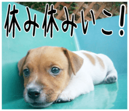 MIEDOG Jack Russell terrier sticker 2 sticker #14055853