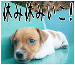 MIEDOG Jack Russell terrier sticker 2 sticker #14055853
