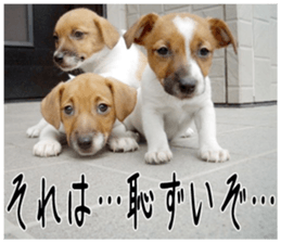 MIEDOG Jack Russell terrier sticker 2 sticker #14055854