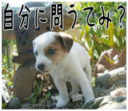MIEDOG Jack Russell terrier sticker 2 sticker #14055855