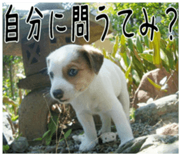MIEDOG Jack Russell terrier sticker 2 sticker #14055855