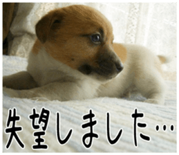 MIEDOG Jack Russell terrier sticker 2 sticker #14055856