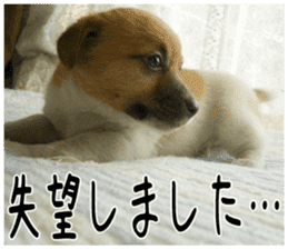 MIEDOG Jack Russell terrier sticker 2 sticker #14055856
