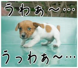 MIEDOG Jack Russell terrier sticker 2 sticker #14055857