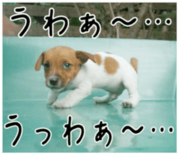MIEDOG Jack Russell terrier sticker 2 sticker #14055857