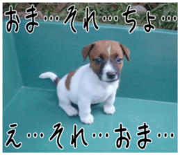 MIEDOG Jack Russell terrier sticker 2 sticker #14055858