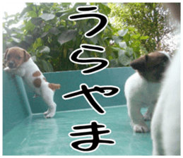 MIEDOG Jack Russell terrier sticker 2 sticker #14055859