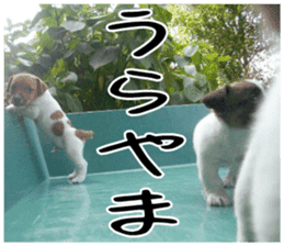 MIEDOG Jack Russell terrier sticker 2 sticker #14055859