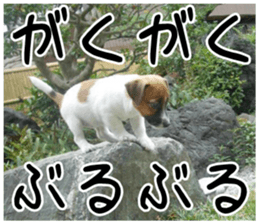 MIEDOG Jack Russell terrier sticker 2 sticker #14055860