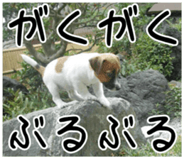 MIEDOG Jack Russell terrier sticker 2 sticker #14055860