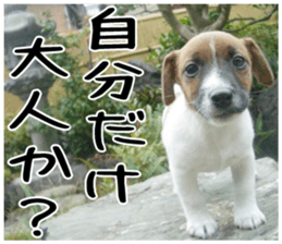 MIEDOG Jack Russell terrier sticker 2 sticker #14055861