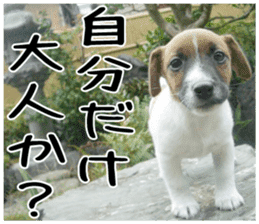 MIEDOG Jack Russell terrier sticker 2 sticker #14055861