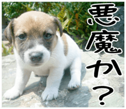 MIEDOG Jack Russell terrier sticker 2 sticker #14055862