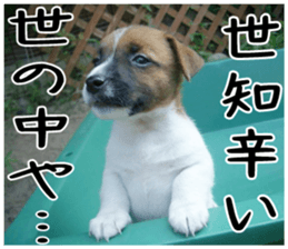 MIEDOG Jack Russell terrier sticker 2 sticker #14055863
