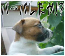 MIEDOG Jack Russell terrier sticker 2 sticker #14055864