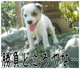 MIEDOG Jack Russell terrier sticker 2 sticker #14055865