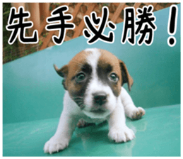 MIEDOG Jack Russell terrier sticker 2 sticker #14055866