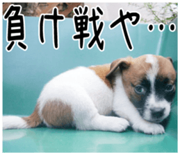 MIEDOG Jack Russell terrier sticker 2 sticker #14055867