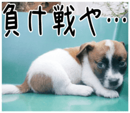 MIEDOG Jack Russell terrier sticker 2 sticker #14055867