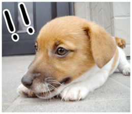 MIEDOG Jack Russell terrier sticker 2 sticker #14055869
