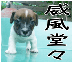 MIEDOG Jack Russell terrier sticker 2 sticker #14055870