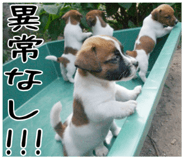 MIEDOG Jack Russell terrier sticker 2 sticker #14055871
