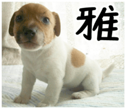 MIEDOG Jack Russell terrier sticker 2 sticker #14055872