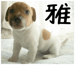 MIEDOG Jack Russell terrier sticker 2 sticker #14055872