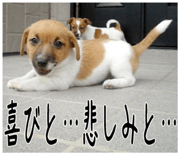 MIEDOG Jack Russell terrier sticker 2 sticker #14055873