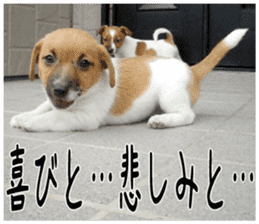 MIEDOG Jack Russell terrier sticker 2 sticker #14055873