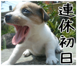 MIEDOG Jack Russell terrier sticker 2 sticker #14055875