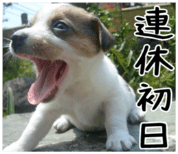 MIEDOG Jack Russell terrier sticker 2 sticker #14055875